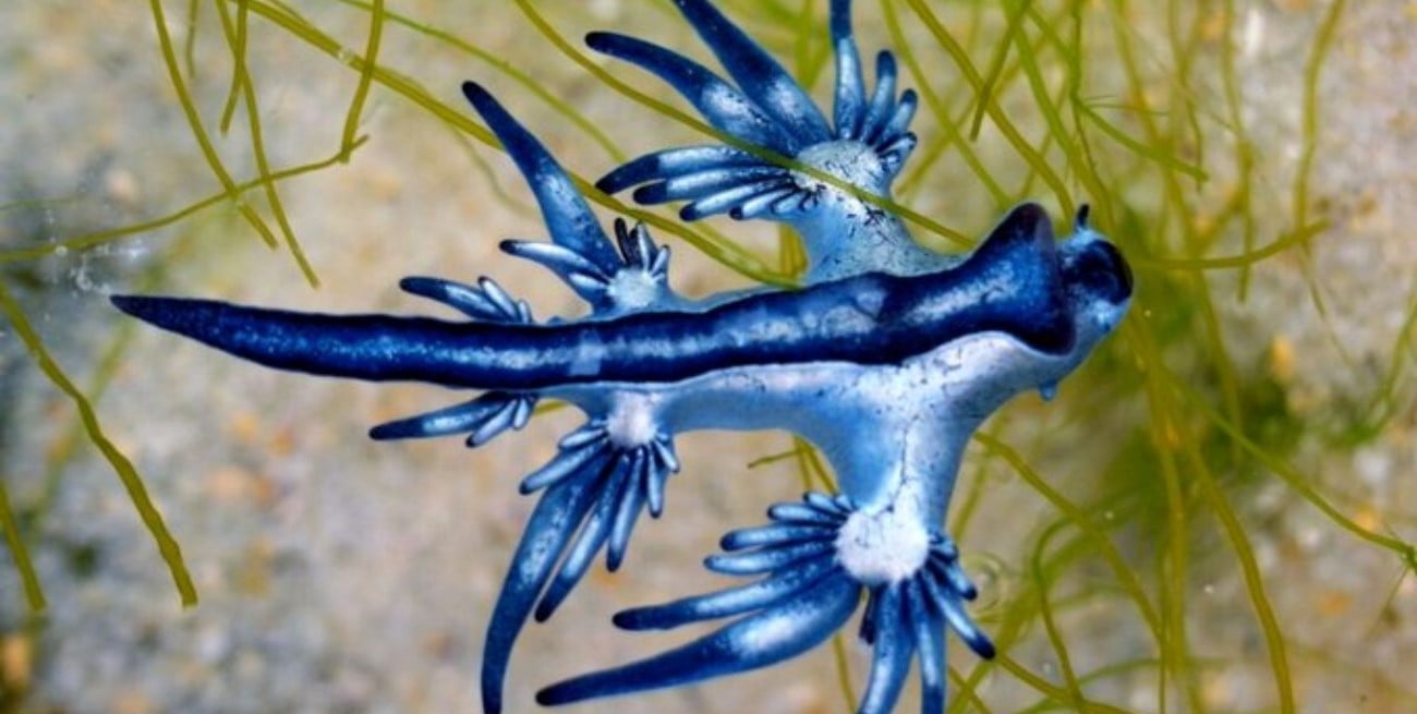 Dragones azules: ¿qué son y por qué debieron cerrar playas en España?