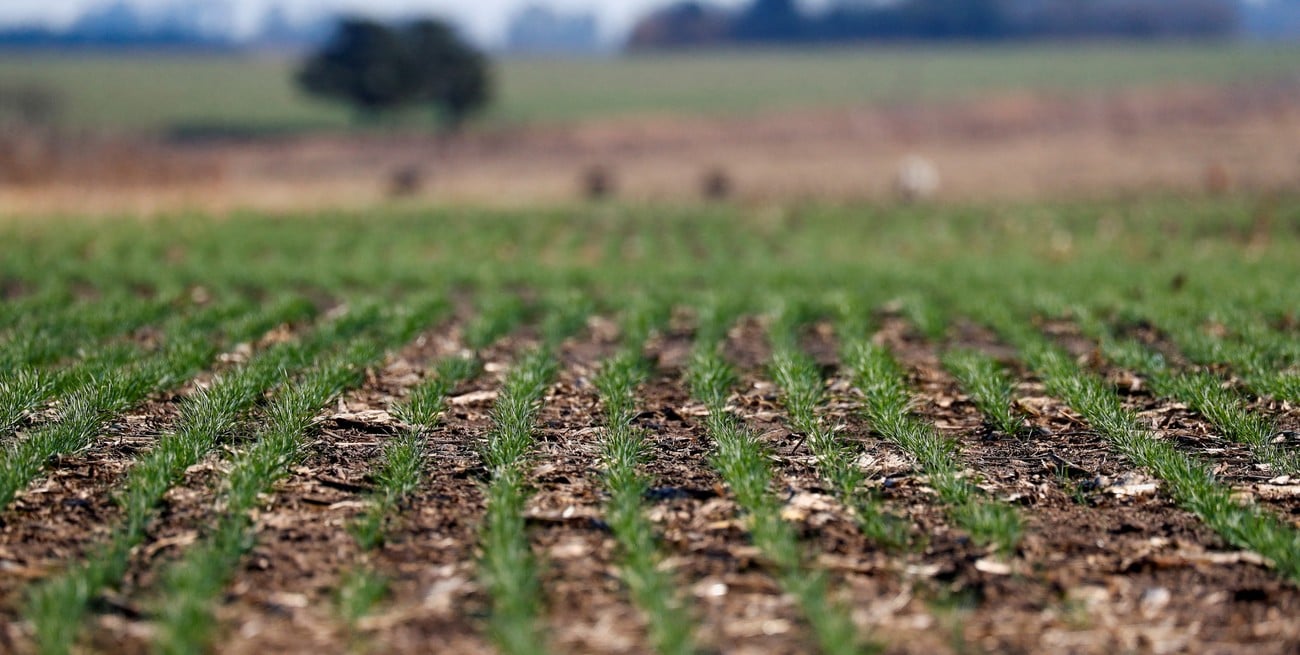 El trigo se consolida mientras que la siembra de girasol avanza con pausas