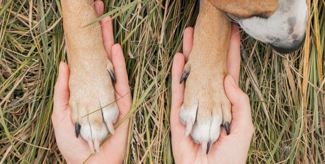 En San Agustín lanzan una nueva iniciativa solidaria para el cuidado de los animales