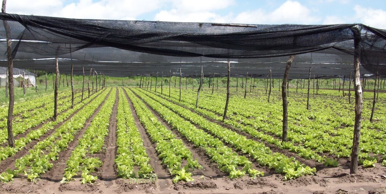 Cordón hortícola de Santa Fe: "La última lluvia no causó daños, pero las ventas cayeron 40% en mayo"