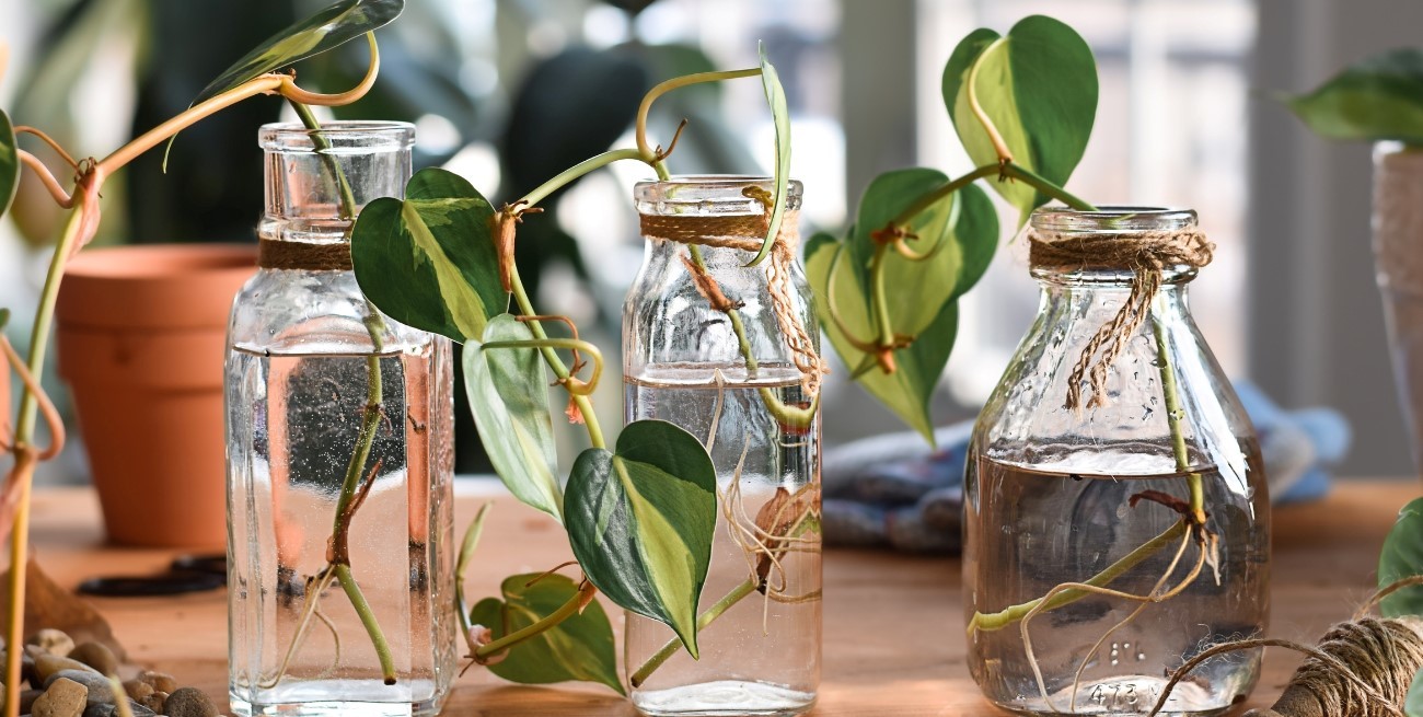 Guía de plantas acuáticas fáciles de mantener en casa