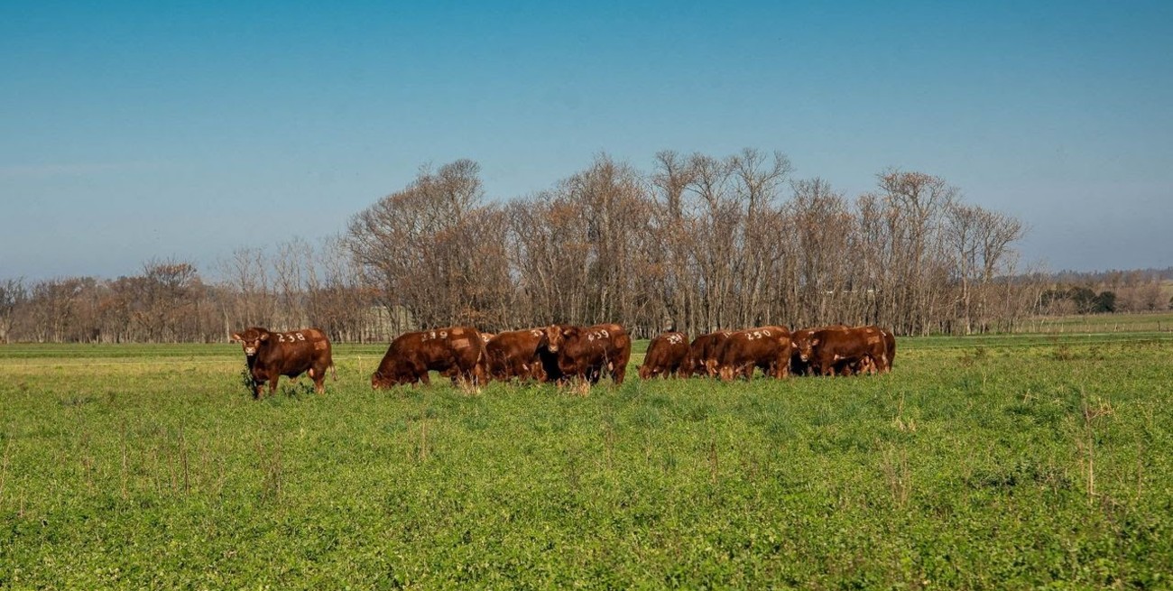 Mercado Ganadero: el desafío de transitar un presente de alta volatilidad sin perder la visión del largo plazo
