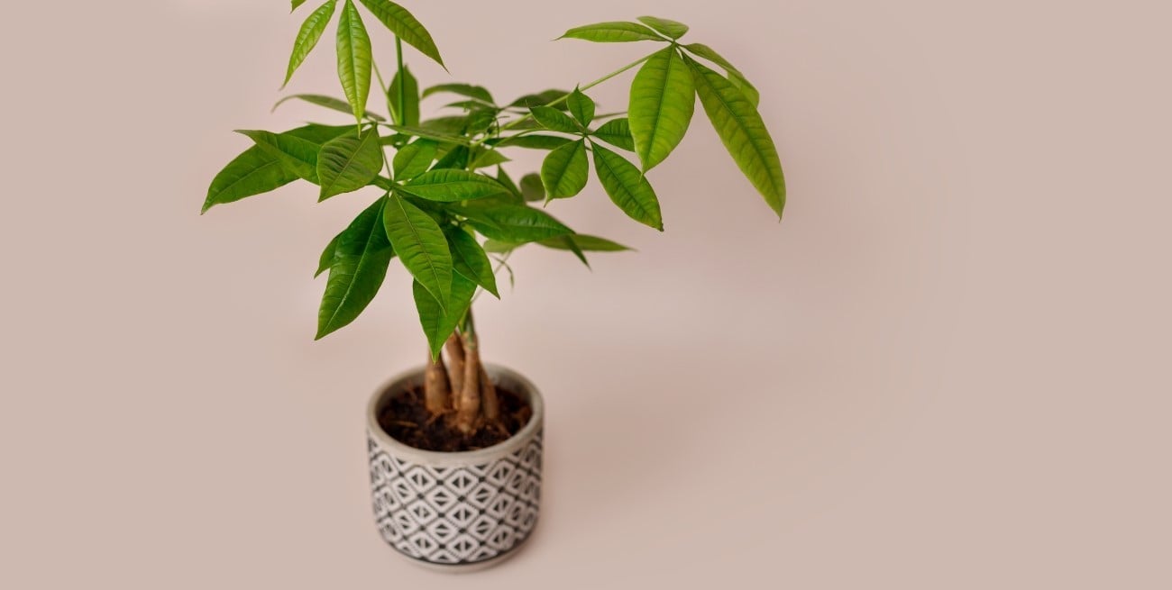 El poder de la planta de la prosperidad en oficinas y negocios