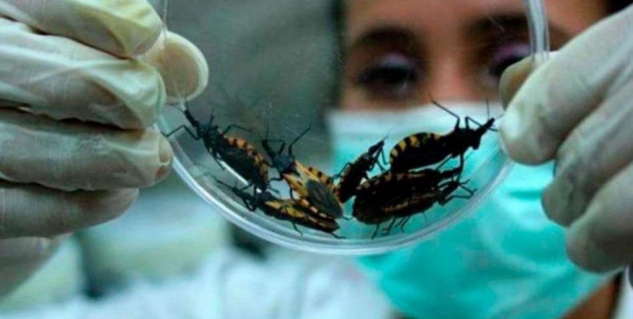 Estados Unidos en alerta por un incremento de casos autóctonos de Chagas