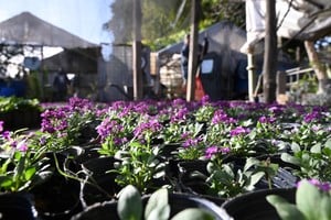 Destinan fondos para mejorar el Vivero Municipal de San Guillermo.