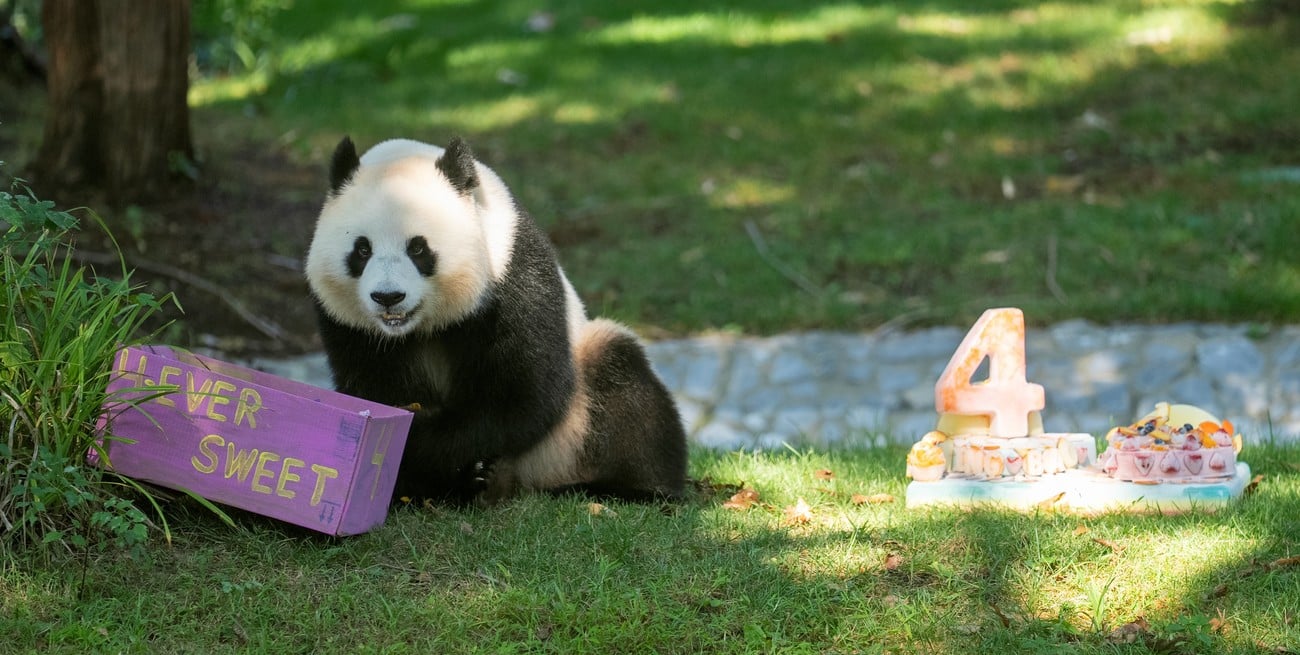 Un cumpleaños con sabor a bambú y emociones: la panda gigante Qing Bao celebra sus 4 años 