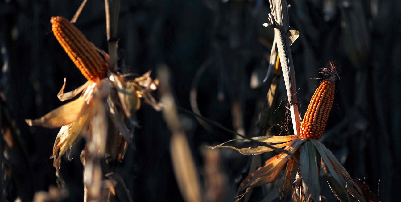 Panorama agrícola: la nueva campaña de maíz acelera con buen ritmo y optimismo