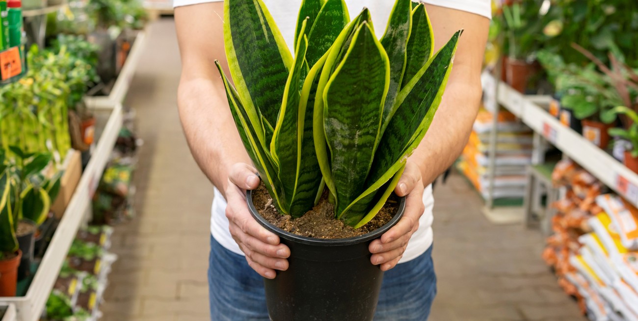 Plantas de interior comunes que pueden ser tóxicas para tu familia