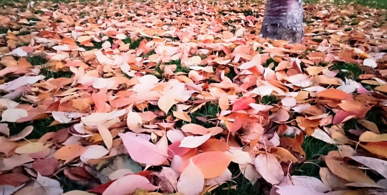 Línea directa: llegan cartas