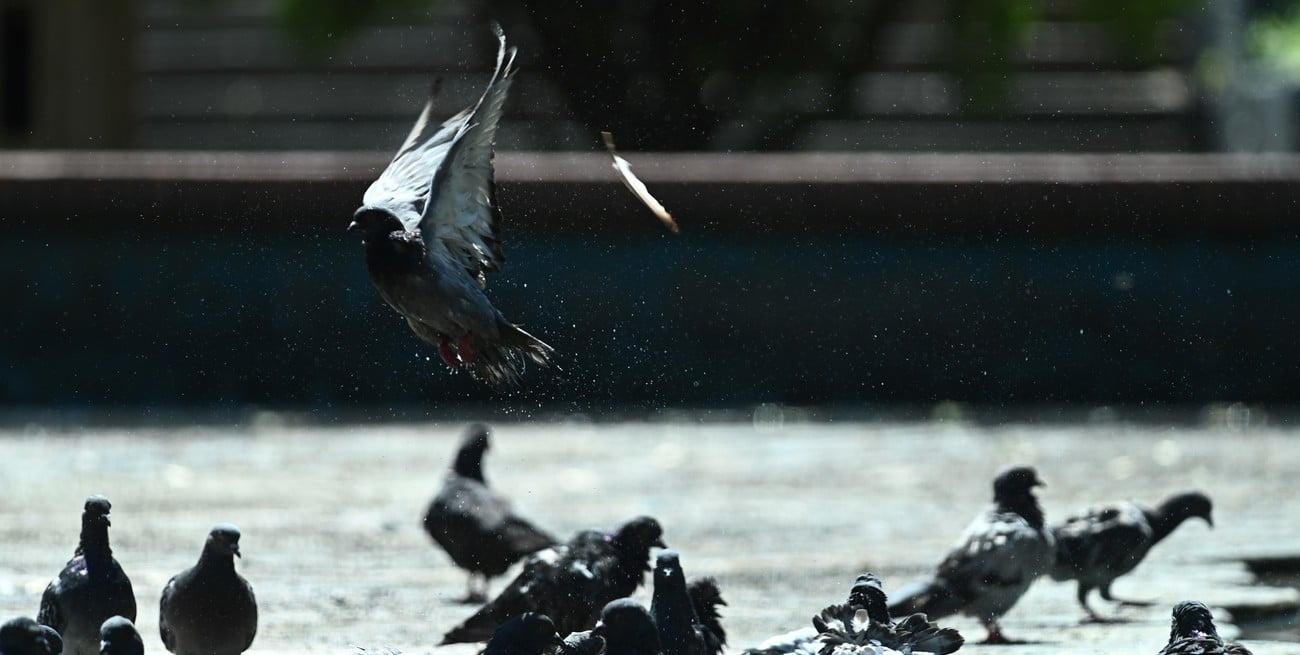 Psitacosis en Argentina: más de 100 casos confirmados y tres muertes