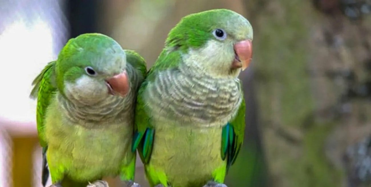 El sector agropecuario articula acciones para enfrentar la superpoblación de aves en el norte santafesino