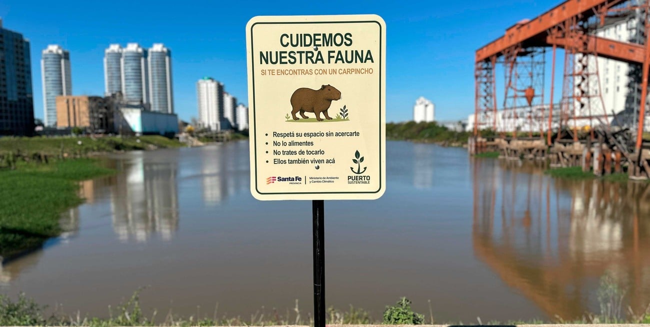 “Ellos también viven acá”; instan a cuidar a los carpinchos que habitan en el puerto de Santa Fe