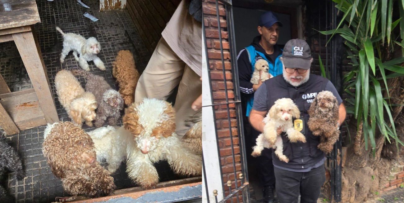 Desbarataron un criadero ilegal y rescataron 14 perros caniches en Flores