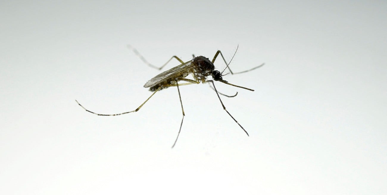 Se detectó un caso de dengue en el departamento San Cristóbal de Santa Fe