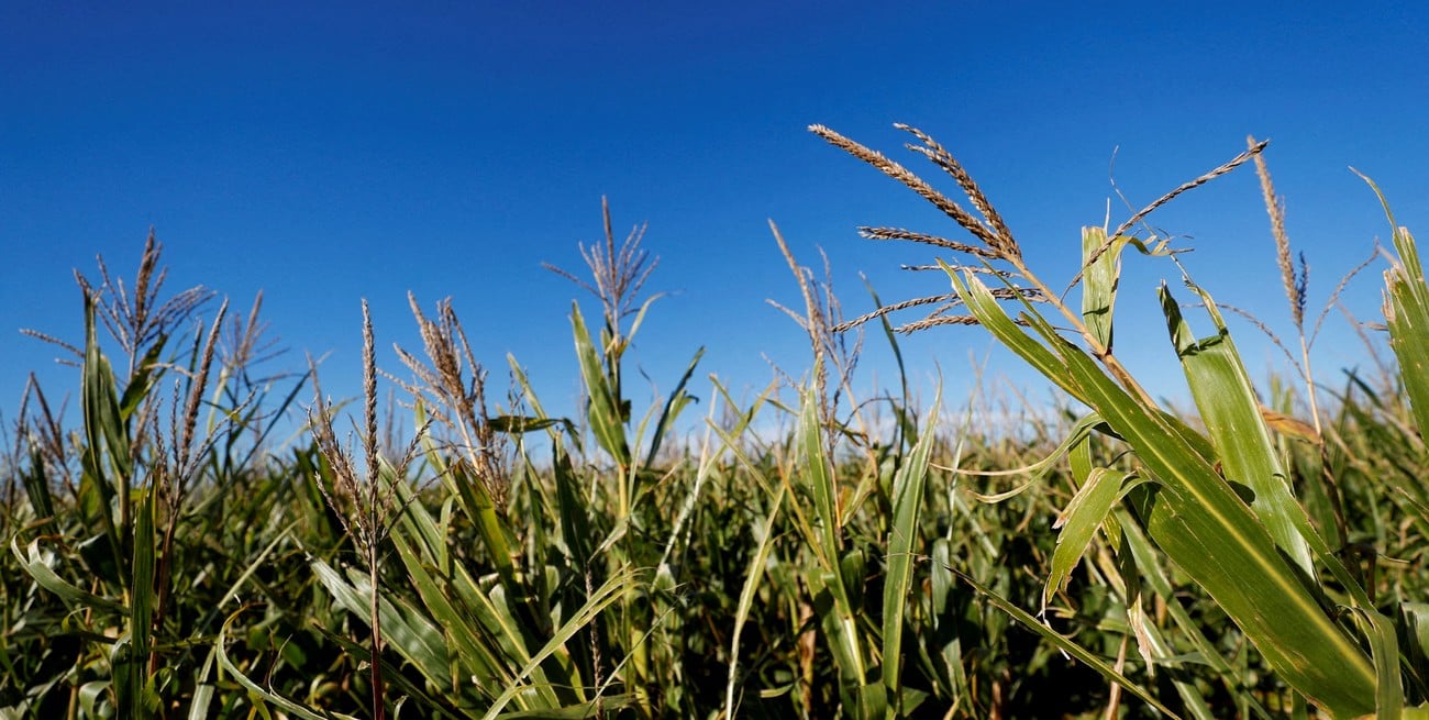 Sequía en el centro del país y cosecha récord en juego: el clima empieza a sostener los precios