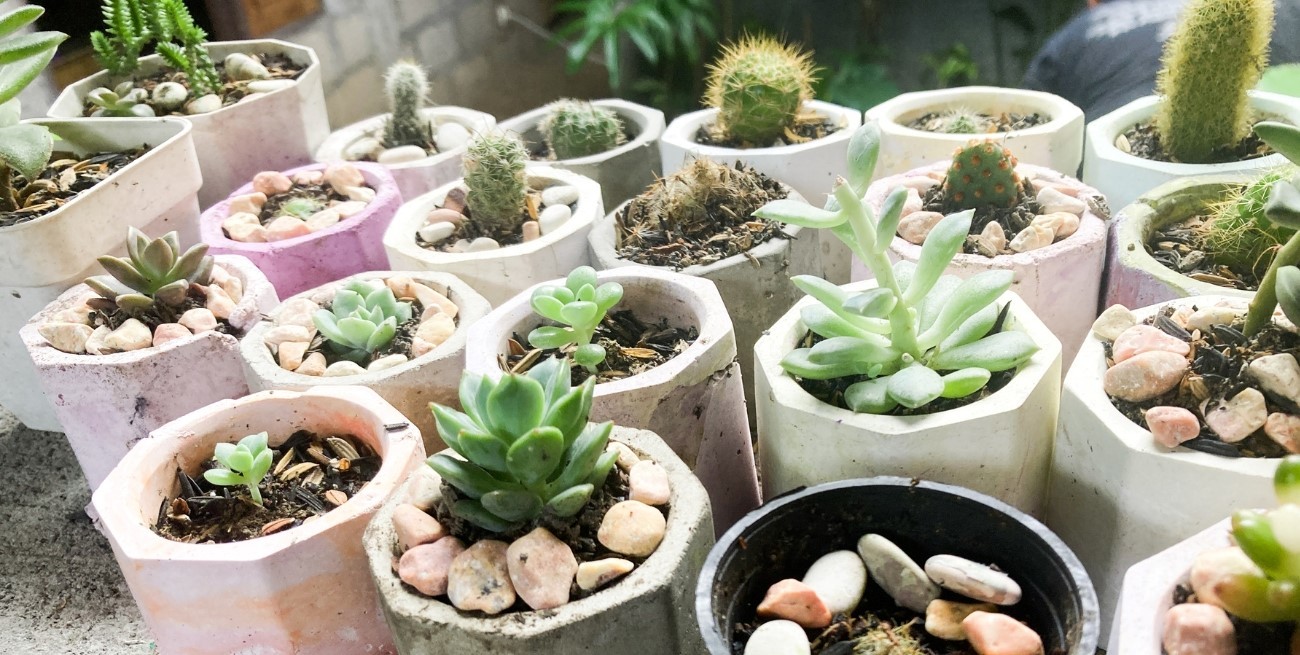 Por qué los cactus y suculentas necesitan piedras para crecer mejor