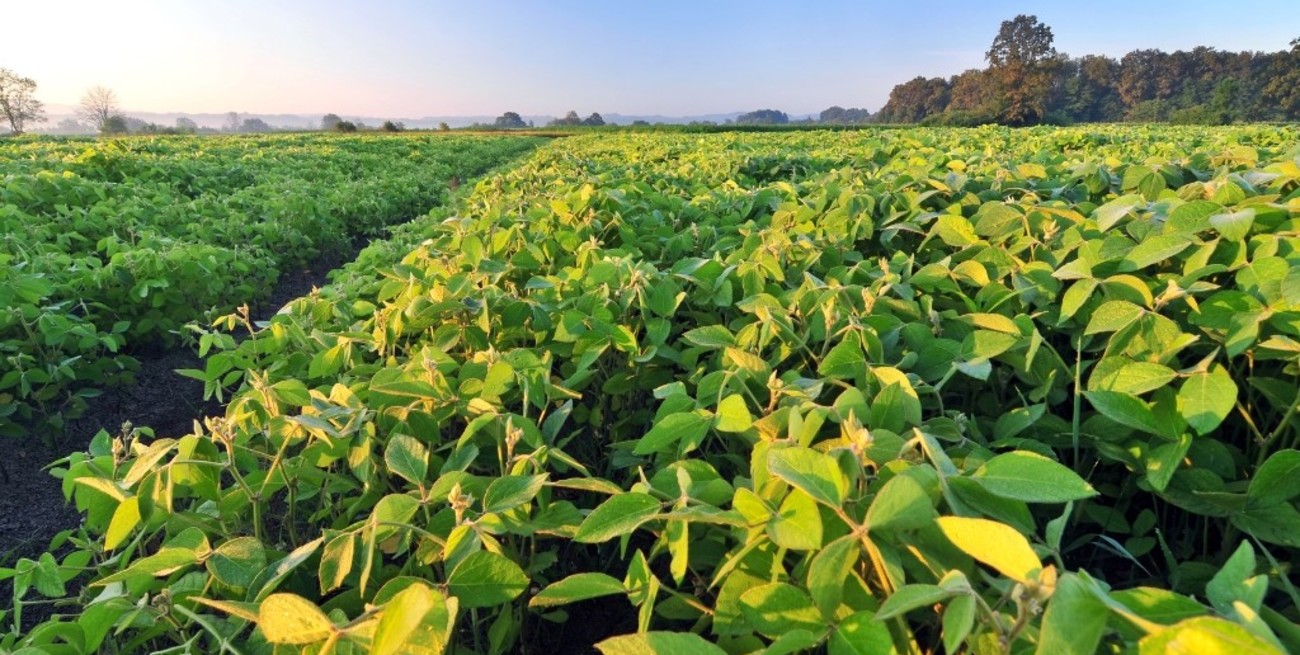 Exportaciones santafesinas: aumentan los volúmenes, pero no acompañan los precios