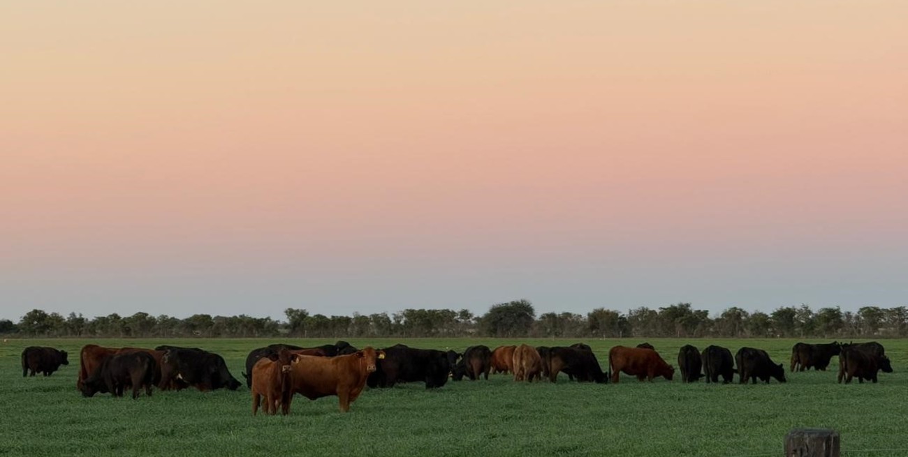 El precio de la invernada sigue en alza: entre la estacionalidad y el refugio de valor
