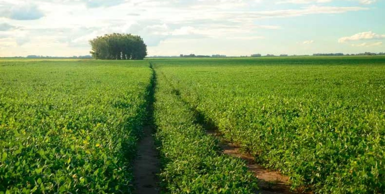 La soja 2025/26 arranca con agua, entusiasmo y mejor tecnología