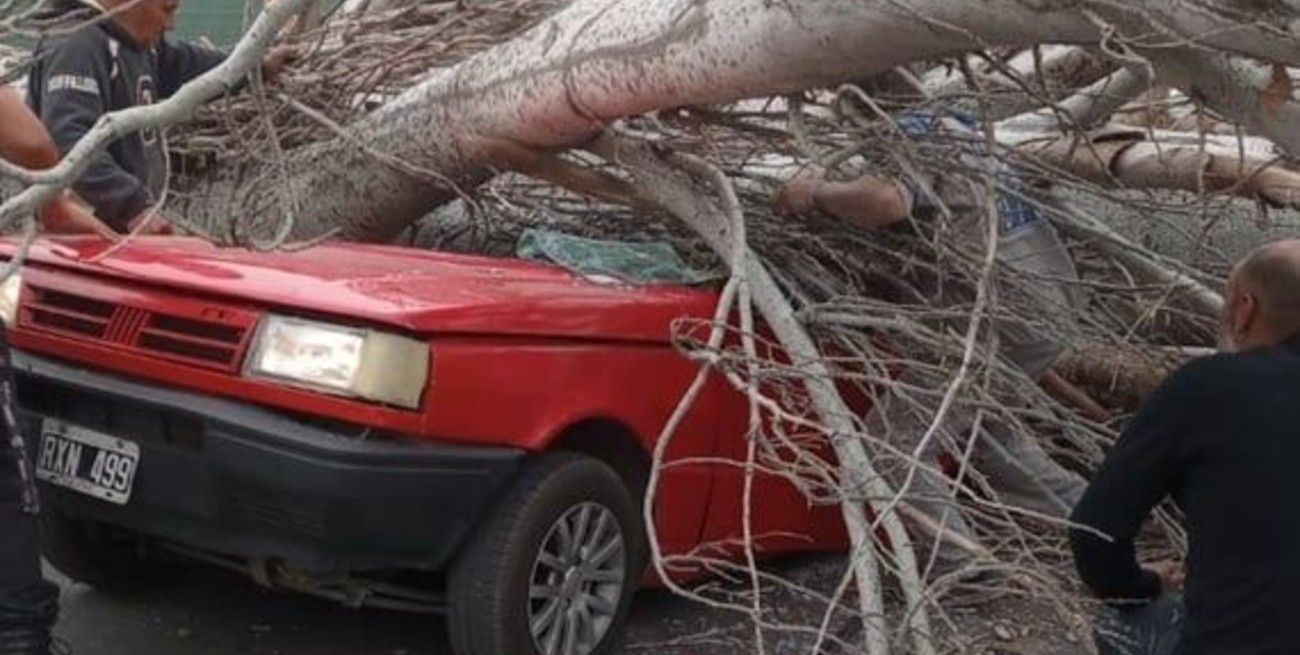 Video: por los fuertes vientos en Mendoza, cayó un árbol sobre un auto y murió la conductora