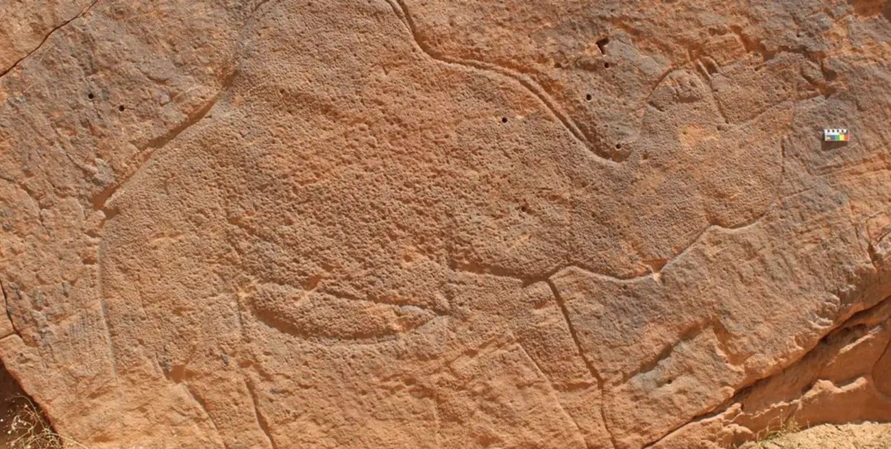 Descubrieron en Arabia Saudita arte rupestre “gigante” de camellos