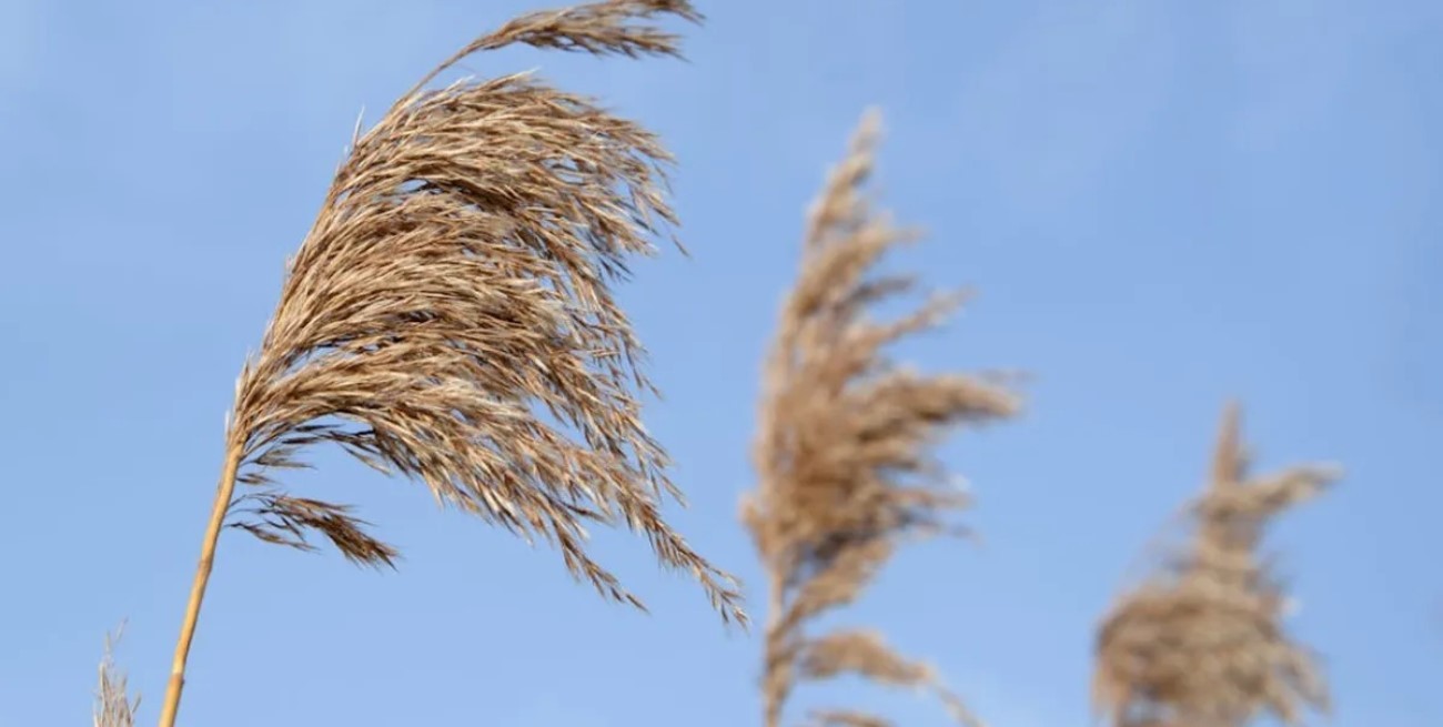Alerta amarillo por vientos fuertes en dos provincias de Argentina
