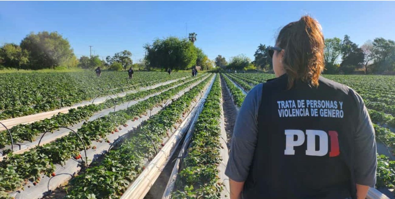 En Arroyo Leyes: rescataron a 42 personas víctimas de explotación laboral en un campo de frutillas