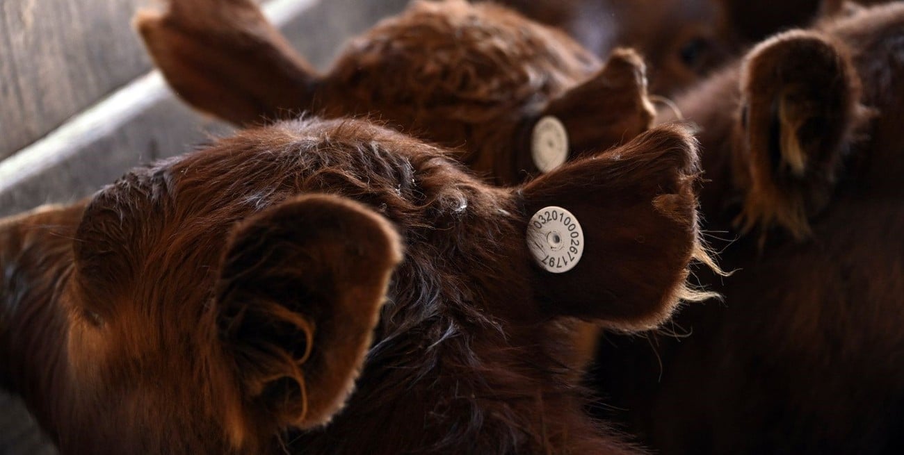 Caravana electrónica: una herramienta clave para la trazabilidad y el futuro de la ganadería argentina
