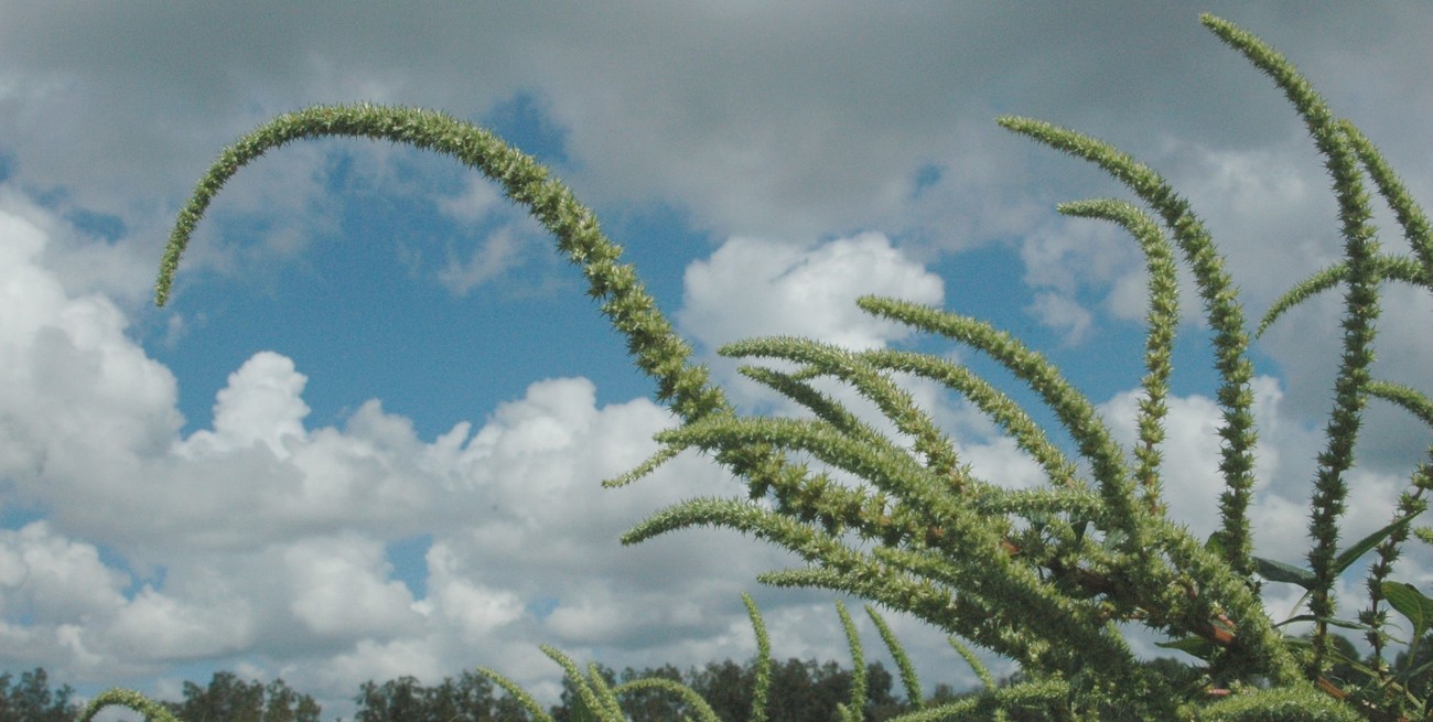 Monitoreo en Santa Fe: emergencias de malezas de otoño e invierno según el Boletín 3 de DIMA
