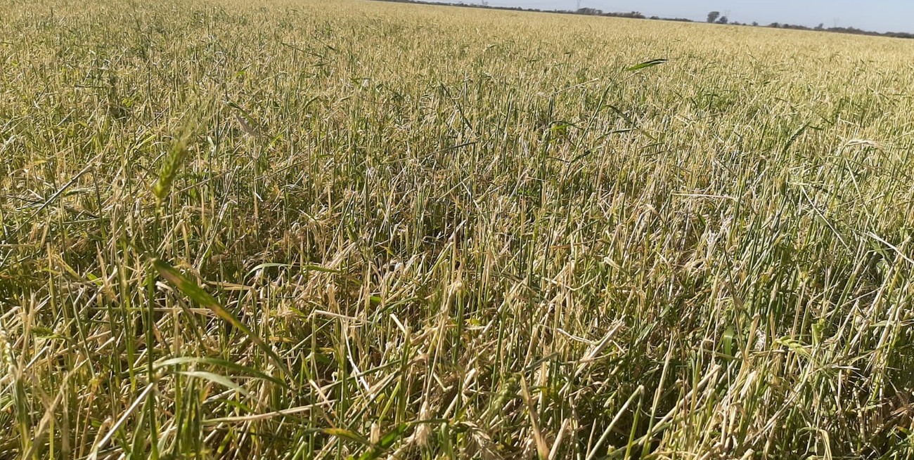 Trigo por el piso y productores golpeados: el saldo del fuerte temporal en San Justo