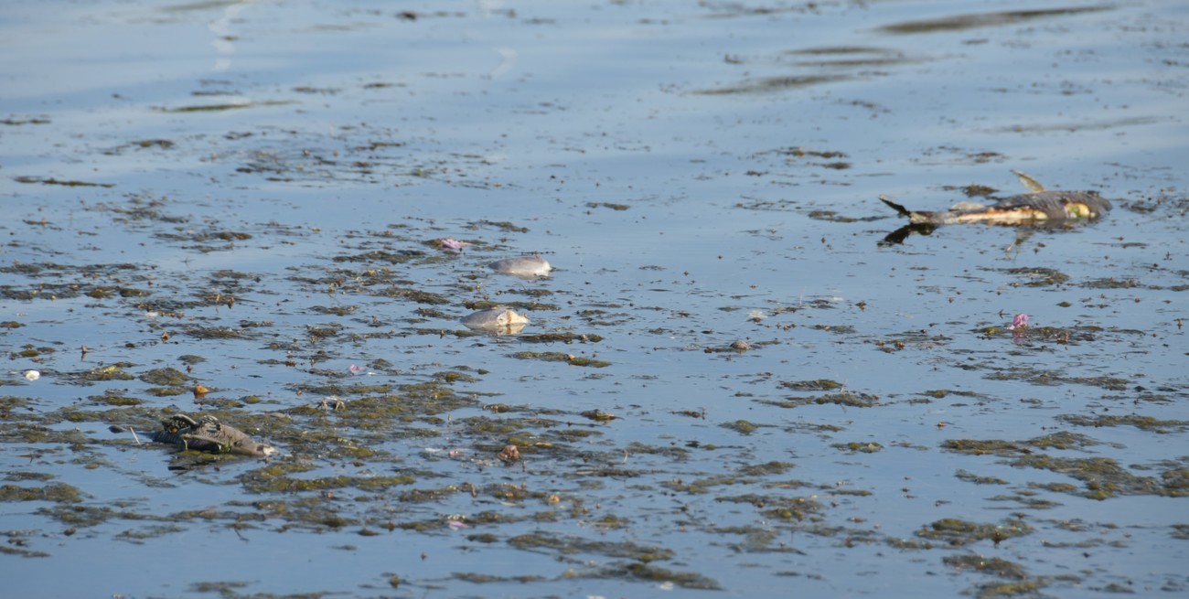 Mortandad de peces en el Parque del Sur: qué pasó y qué medidas tomó el municipio