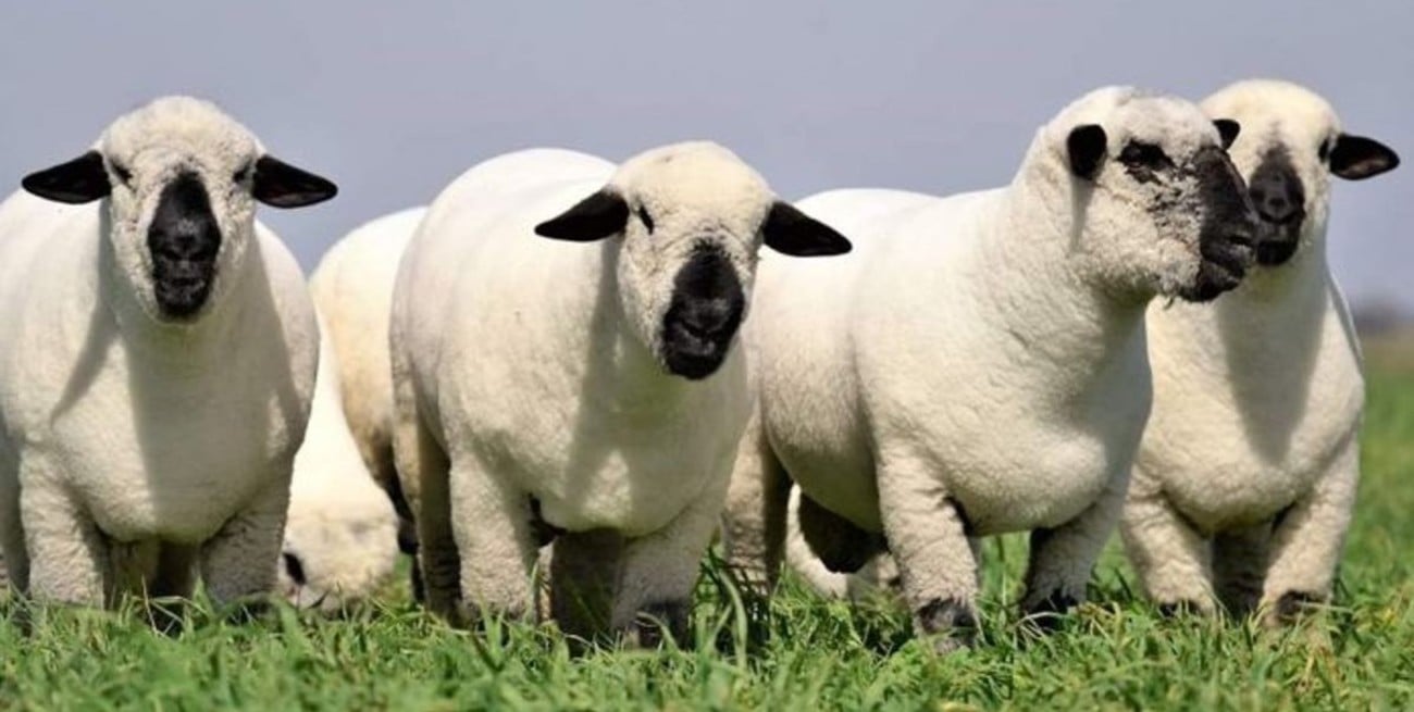 En la antesala del Congreso Mundial 2026 en Argentina, la raza Hampshire Down hace historia