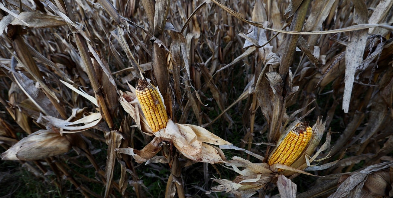 Alertan por fuerte aumento de chicharritas en maíz y recomiendan intensificar el monitoreo