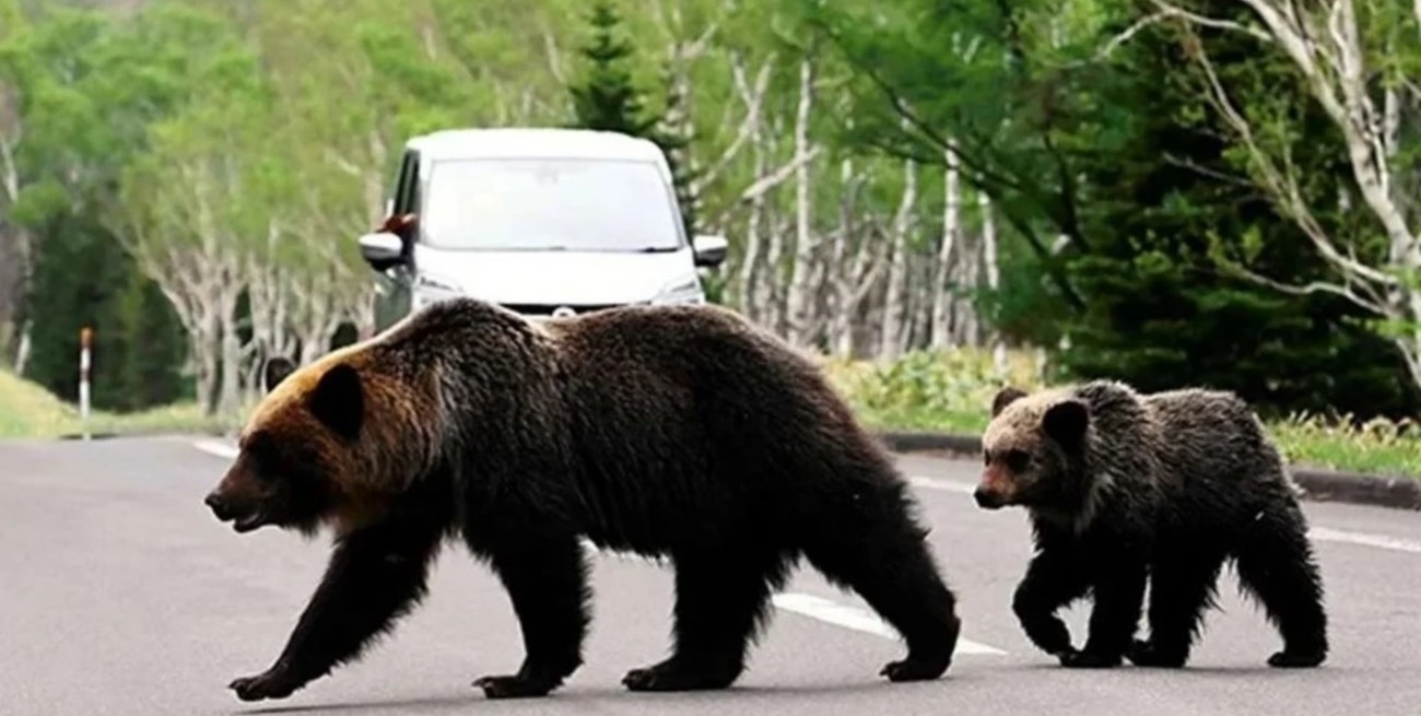 Japón reporta una cifra récord por ataques de osos en lo que va de 2025