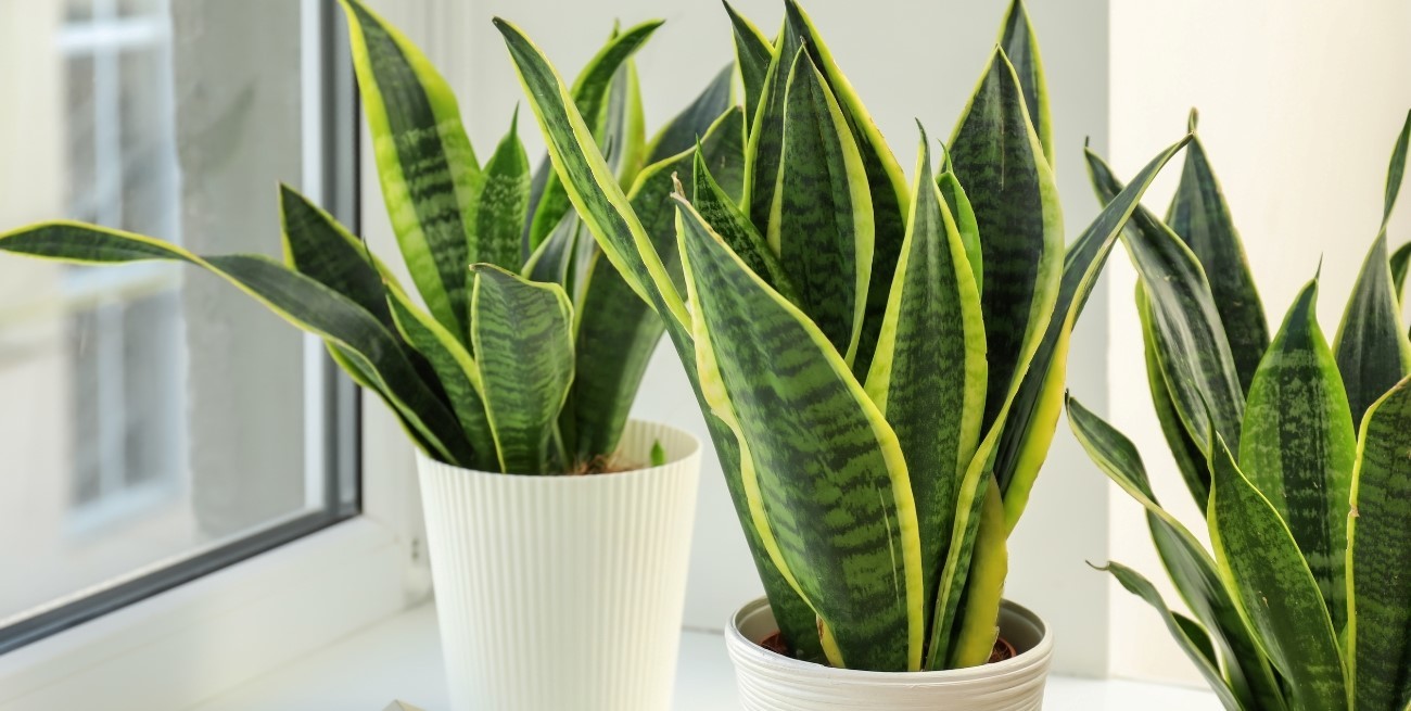 Cada cuánto regar la lengua de suegra para mantenerla saludable