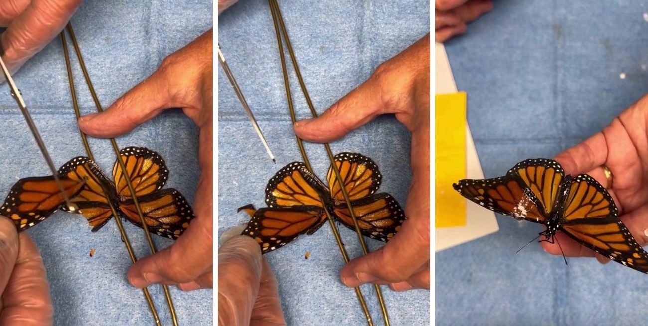 Cirugía viral: repararon el ala de una mariposa monarca para que pueda volver a volar