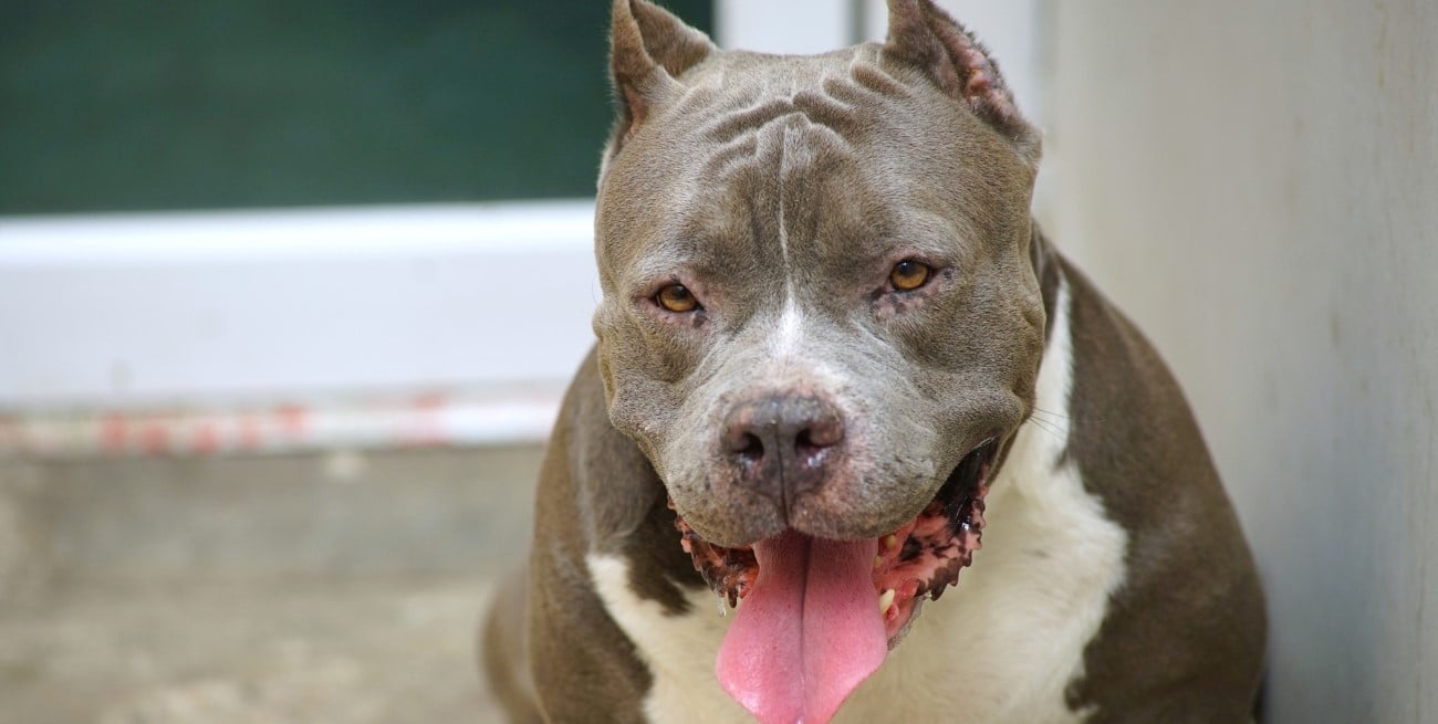 Un niño de 8 años fue atacado por su perro pitbull en Jujuy y perdió el labio superior