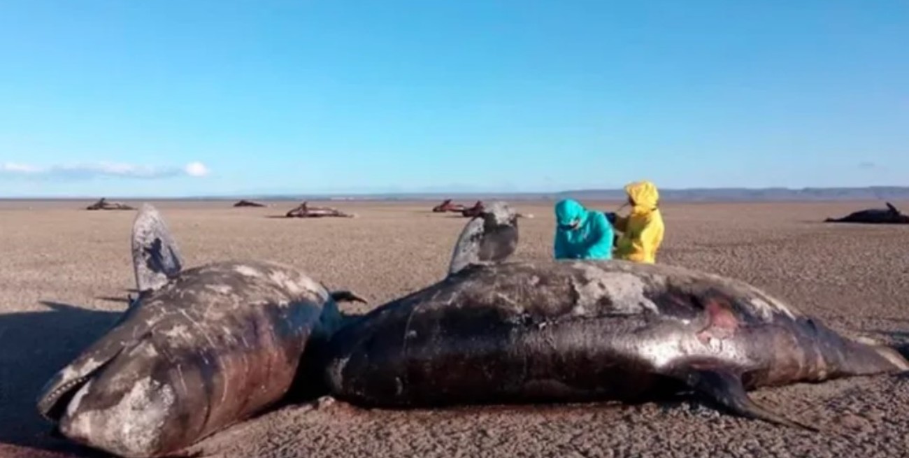 Investigan la muerte de 26 orcas en Tierra del Fuego