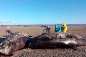Los ejemplares, de una especie poco común, aparecieron en Bahía Bustamante.