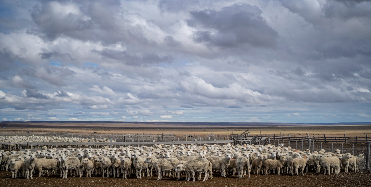 La carne ovina argentina incrementa su exportación: Europa crece y Chile reabre el mercado