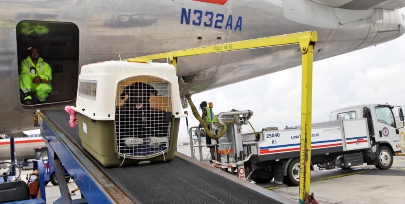 Un fallo de la Unión Europea estableció que las mascotas en aviones son “equipaje”