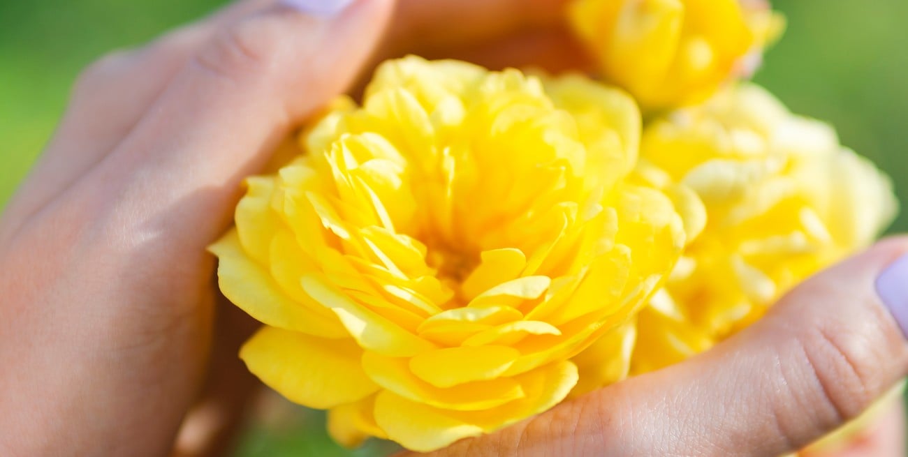 Dónde ubicar flores amarillas para atraer alegría según el Feng Shui