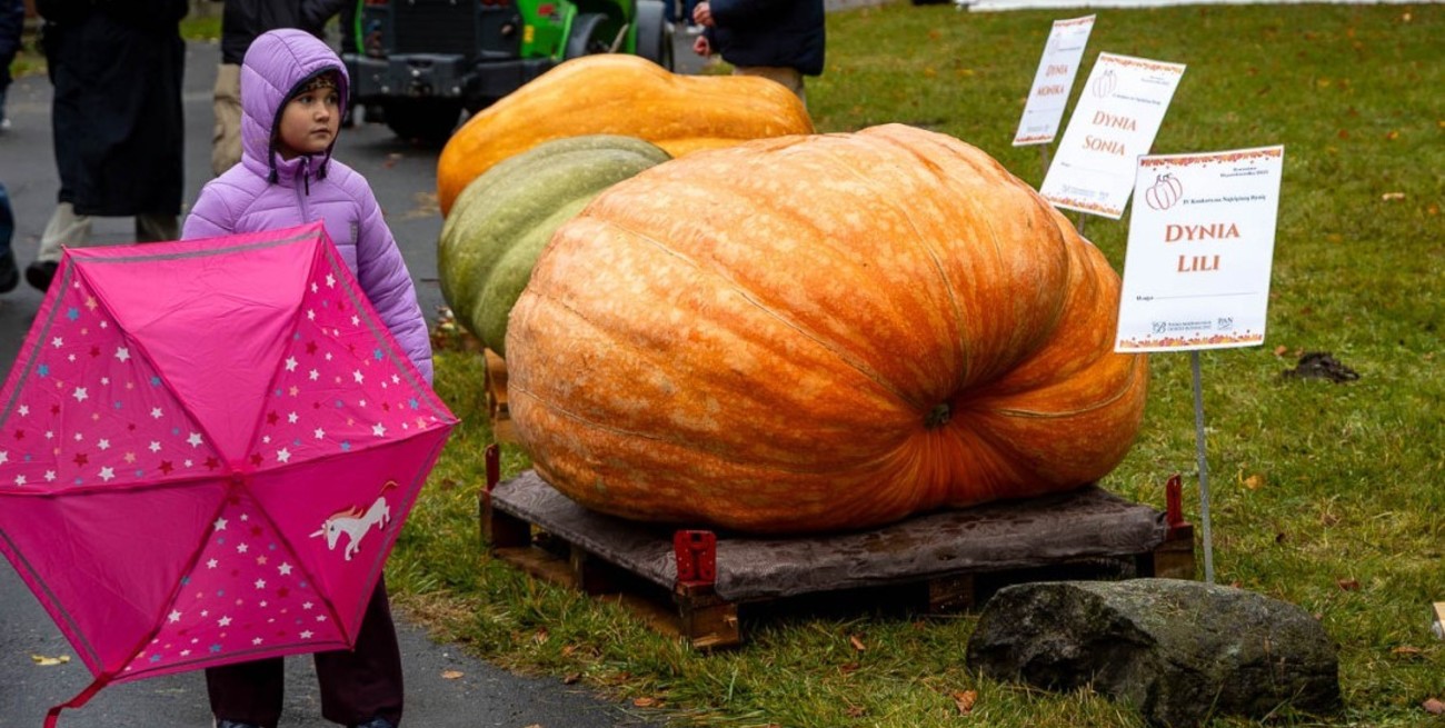 Video: esta es “Klementyna”, la ganadora del Concurso de Calabazas Más Pesadas de Varsovia