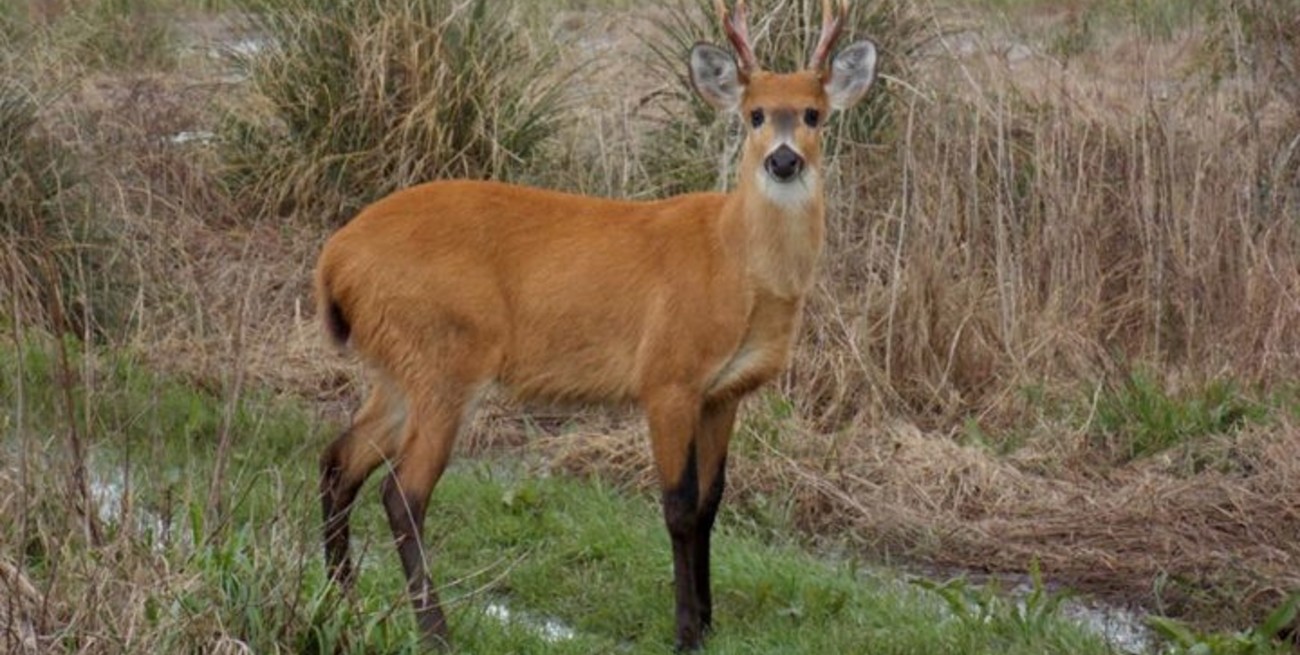 Del Libro Rojo al territorio: el llamado de los mamíferos en Santa Fe