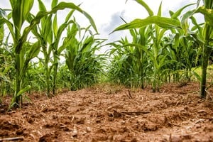 Se presentó ante inversores globales el potencial de la agroindustria nacional para generar valor, atraer inversiones y expandir su presencia internacional.