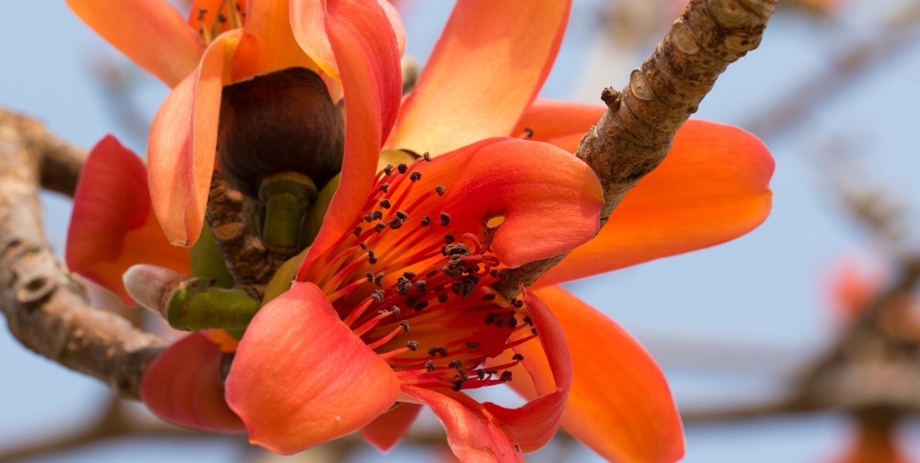 Las mejores especies de árboles floridos para plantar en primavera