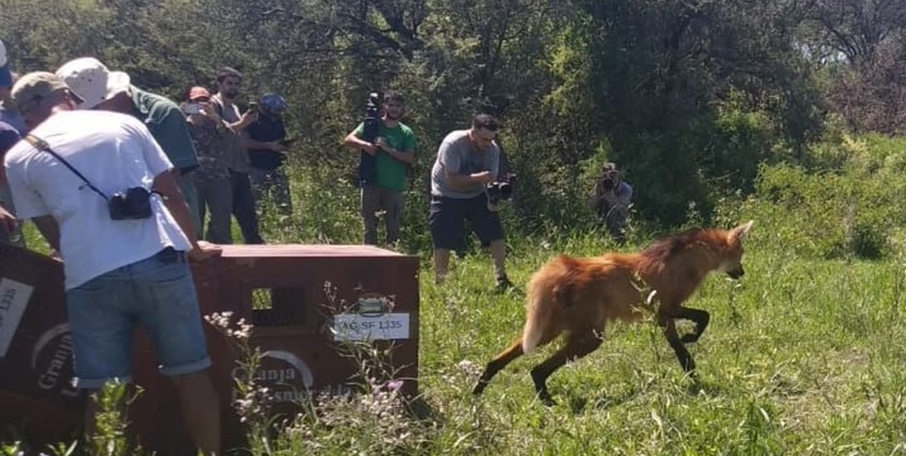 En 2025, Santa Fe ya liberó 460 animales silvestres en sus hábitats naturales