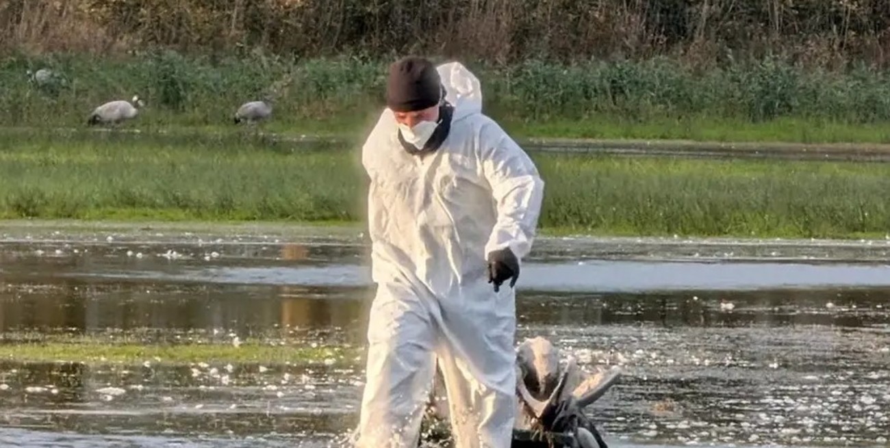 Alemania sacrificó 150.000 animales por el brote de gripe aviar