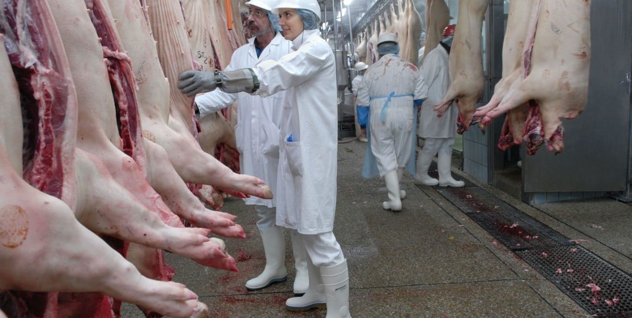 La producción porcina alcanzó en 2025 los mejores indicadores de su historia