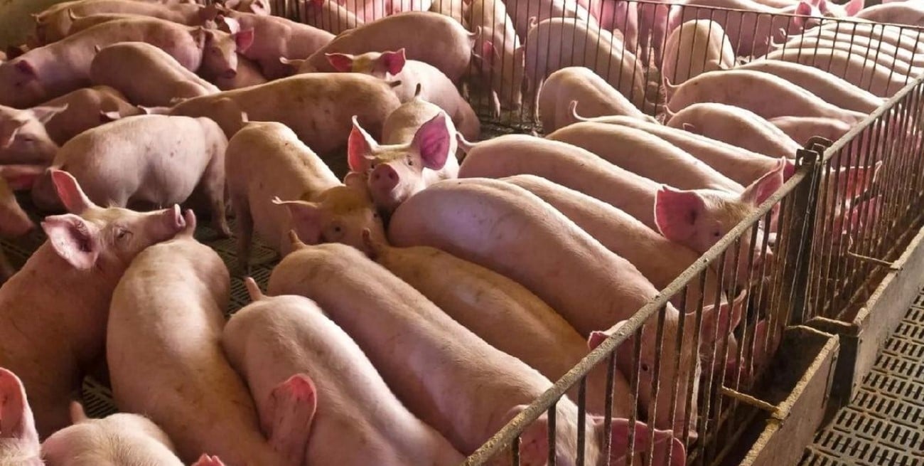 Senasa aprobó el nuevo Plan Nacional de Control y Erradicación de la Enfermedad Aujeszky